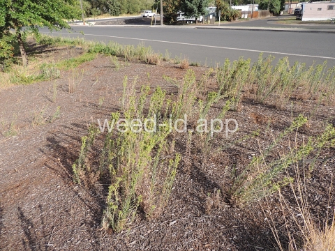 tarweed, cluster